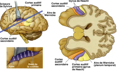 Figure 6. Le cortex auditif (http://tpe-effets-musique-sur-homme.e- (http://tpe-effets-musique-sur-homme.e-monsite.com/pages/i/3-du-nerf-auditif-au-cerveau/) 