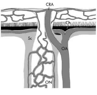 Figure 4.  The optic nerve. 