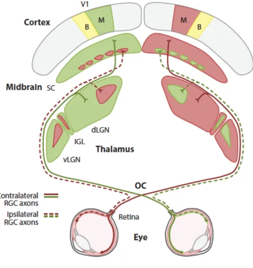 Figure 5.  Projections from the retina to the primary and secondary visual pathways. 