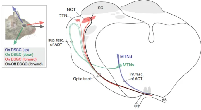 Figure 6.  The accessory optic system of the mouse. 