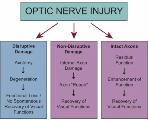 Figure 7.  Possible axonal outcomes following injury to the optic nerve. 