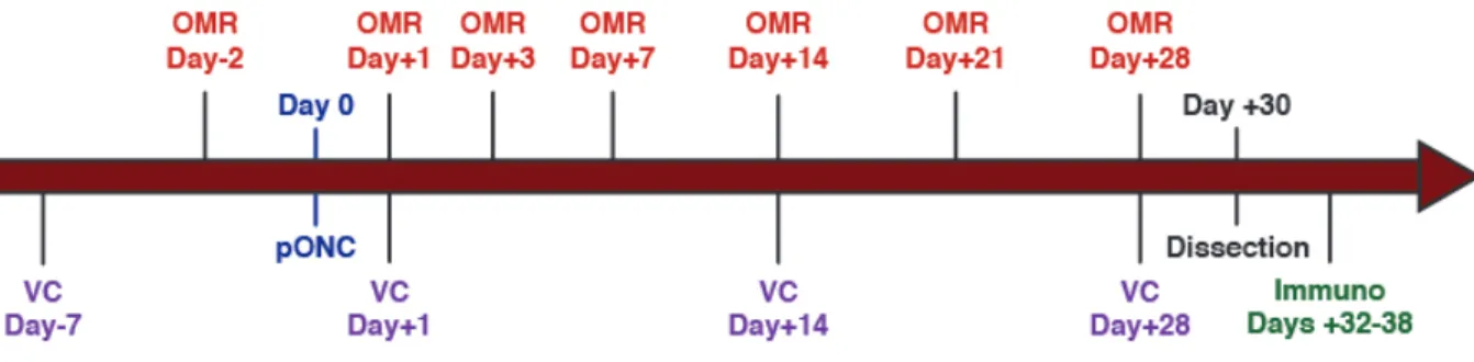 Figure 9.  Timeline of experiments. 