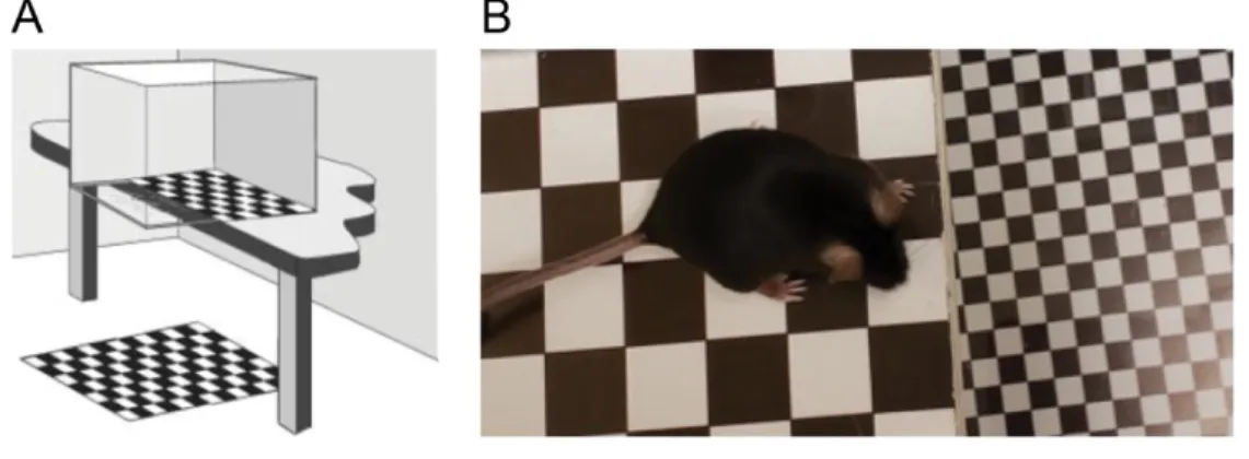 Figure 11.  Visual cliff test. 