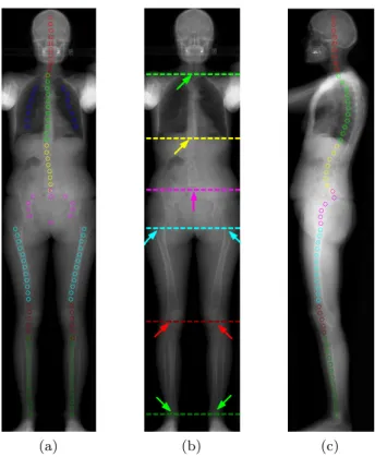 Figure 17 : Points de contrôle identifiés sur une image de face (a) et associés aux structures suivantes : T1 (c 1 vert) ; T12 (c 2 jaune) ; L5 (c 3 magenta) ; fémur proximal (cyan) ; genoux (rouge) ; chevilles (vert)