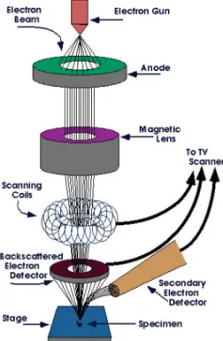 Figure 2.8: Diagram of various components inside the SEM. 