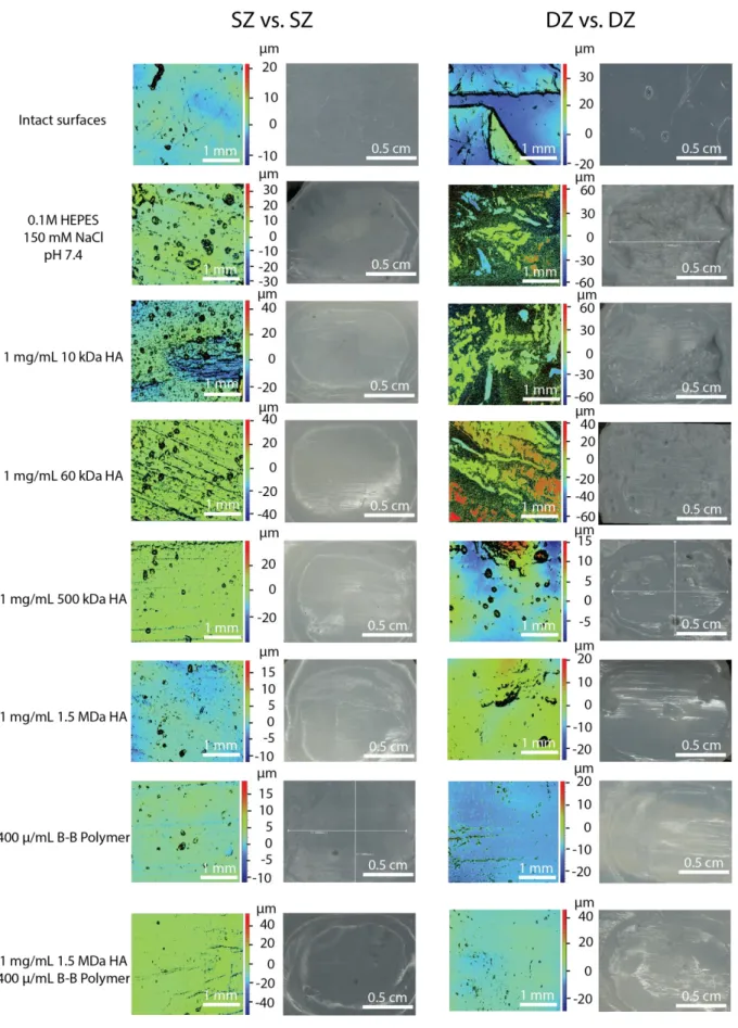 Figure 5. Interferometric and digital imaging of chitosan hydrogel plugs after 10 4  cycles at P 