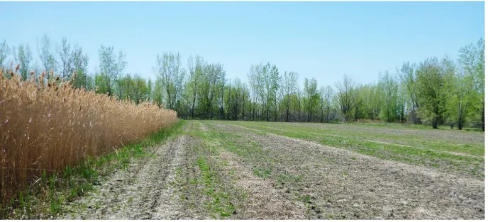 Figure 3. Photographie du dispositif no 1 avant les travaux, en mai 2013, montrant un fossé de drainage  envahi par le roseau commun (parc national des Îles-de-Boucherville; photographie : S