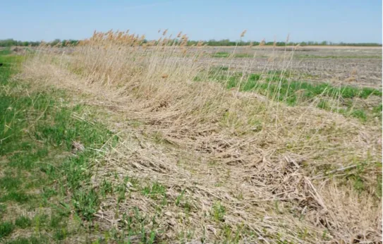 Figure 6. Photographie du dispositif no 2 avant les travaux, en mai 2013, montrant un fossé de drainage  envahi par le roseau commun (parc national des Îles-de-Boucherville; photographie : S