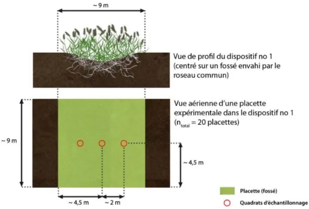 Figure 12. Positionnement des quadrats d’échantillonnage dans une placette expérimentale du dispositif  no  1  (lutte  au  roseau  commun  au  parc  national  des  Îles-de-Boucherville)