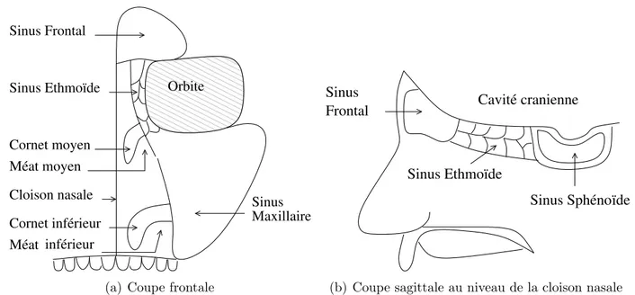 Fig. 1.4 : Repr´esentation sch´ematique des rapports anatomiques des sinus para-nasaux.