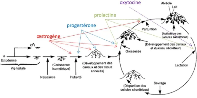 Figure 3 - Schéma général de l'évolution de la glande mammaire depuis l'embryon jusqu'à la  fin de la première lactation, 