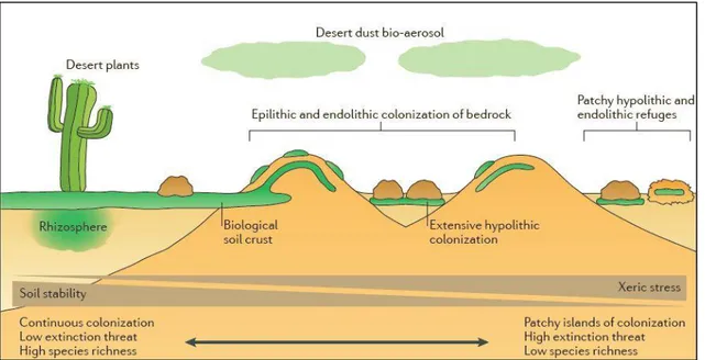 Figure 03 : La Niche Microbienne dans les paysages arides (POINTING et al., 2012) 