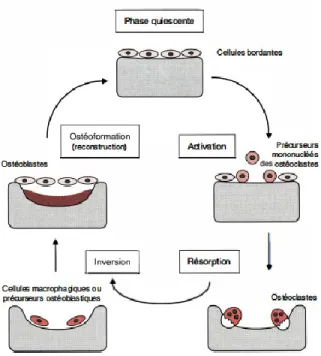 Figure 3 : Représentation schématique du  cycle  du  remodelage  osseux  et  les  cellules  impliquées (Vernejoul et Marie 1993)