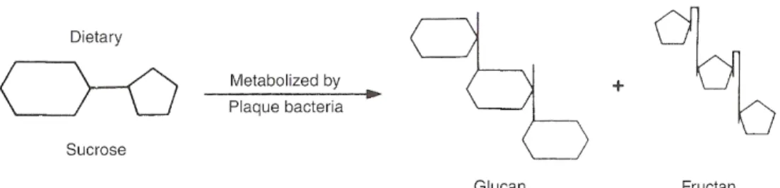 Figure 17 : Diagramme illustrant le métabolisme du sucrose par les  bactéries cariogéniques 38  