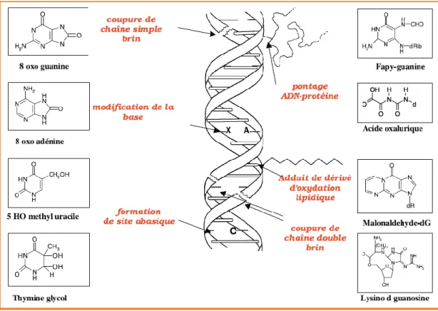 Figure  06.Lésions  de  l’ADN  formées  par  attaque  radicalaire  du  patrimoine  génétique des cellules (Favier, 2003)  
