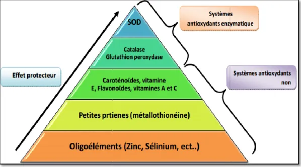 Figure 10: Pyramide des systèmes de défenses antioxydants.(Haioun et Hamoudi,2015). 