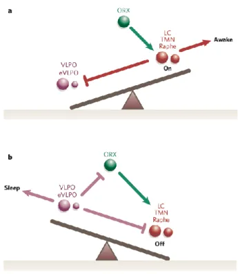 Figure  3.  Modèle  de  la  bascule.  Reproduit  avec  la  permission  de  Macmillian Publishers Ldt : Nature (Saper, Scammell, &amp; Lu, 2005),  copyright 2005 