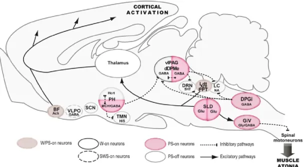 Figure  4.  Réseaux  neuronaux  du  sommeil  paradoxal.  Reproduit  avec  la  permission  de  Elsevier :  Sleep  Medicine  (Luppi  et  al.,  2011), copyright 2011