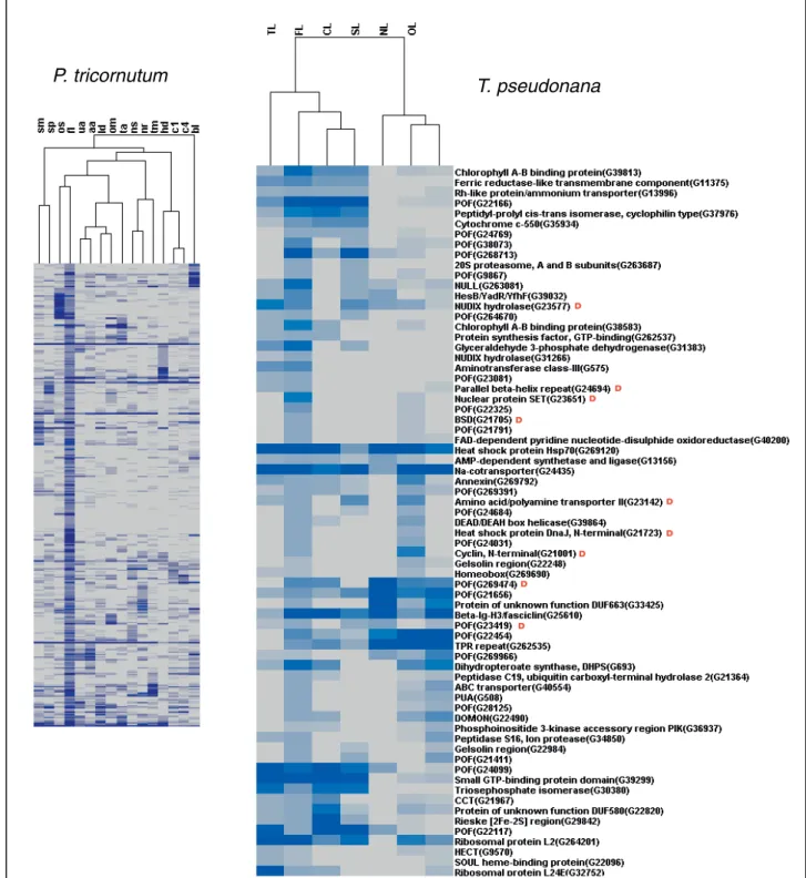 Figure 7 Hierarchical clustering of transcripts defined as being differentially expressed under iron limitation (FL) in P