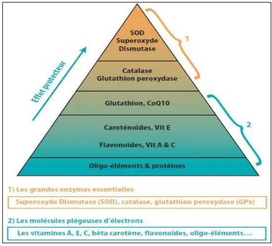 Figure 09: les antioxydants enzymatiques  et non enzymatiques (Menvielle-Bourg, 2005)