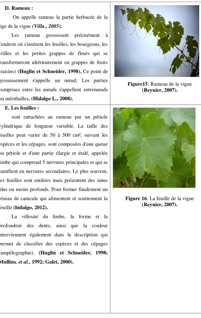Figure 16: La feuille de la vigne (Reynier, 2007).  