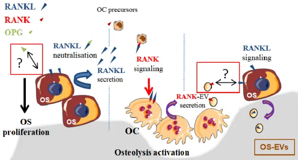 Figure  2.  Proposed  model  of  OPG/RANK–RANKL  interactions  in  osteosarcoma  (OS)