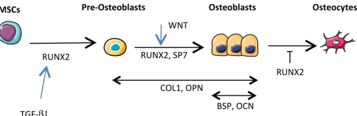 Figure 3. Osteoblastic differentiation from mesenchymal stem/stromal cells (MSCs) to osteocytes
