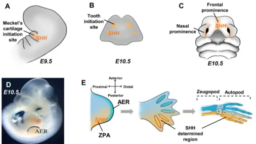 Figure 3. Sonic Hedgehog (SHH) implications in the craniofacial and limb morphogenesis