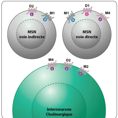 Figure 5 : Localisation des récepteurs dopaminergiques et muscariniques. 