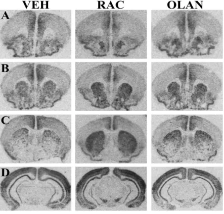 Figure 9 : Induction de l’ARNm de Nur77 par les différents antipsychotiques. 