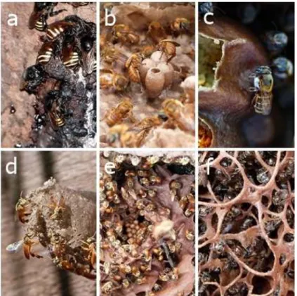 Figure 2. Exemple d’élevage d’espèces d’abeilles