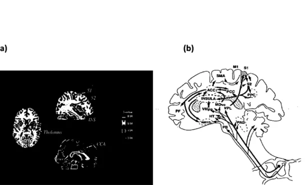 Figure  1.  - Structures  cérébrales  impliquées  dans  les  pracessus  de  la  douleur:  (a)  Principaux