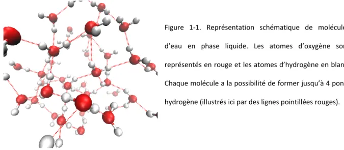 Figure 1-1. Représentation schématique de molécules  d’eau en phase liquide. Les atomes d’oxygène sont  représentés en rouge et les atomes d’hydrogène en blanc
