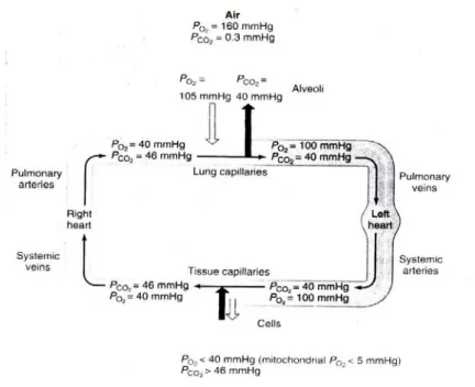 Figure 1 : Schéma avec les pressions partielles des principaux gaz  à différents  niveaux du cycle de ventilation