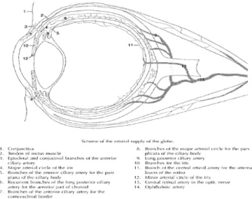 Figure 6 : Vascularisation oculaire.  Adapté du volume: Pulido, 2005 