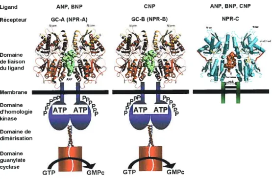 Figure 2.4 Récepteurs des peptides natriurétiques et spécificité de liaison des peptides.