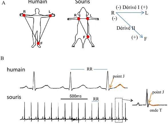 Figure  1.9.  Comparaison  de  l’ECG  chez  l’humain  et  la  souris.  A)  Démonstration  des  différentes  configurations  en  mode  dérivé  I  et  II  où  R :  droit,  L :gauche,  F :  mise  à  terre,  (-) :  borne  négative,  (+) :  borne  positive