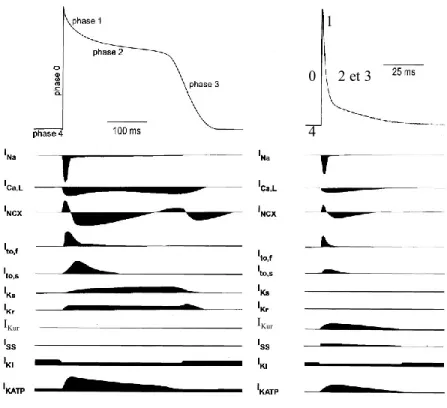 Figure  1.11.  Potentiel  d’action  ventriculaire  humain  comparé  à  celui  de  la  souris