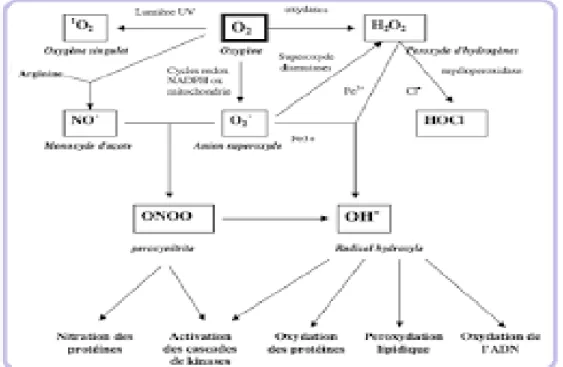 Figure 06: Origine des différents radicaux libres oxygénés et espèces réactives de l'oxygène  impliqué en biologie (Favier A, 2003)
