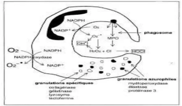 Figure 12: Activation de la NADPH oxydase du polynucléaire neutrophile (CHERAFT N,  2011)