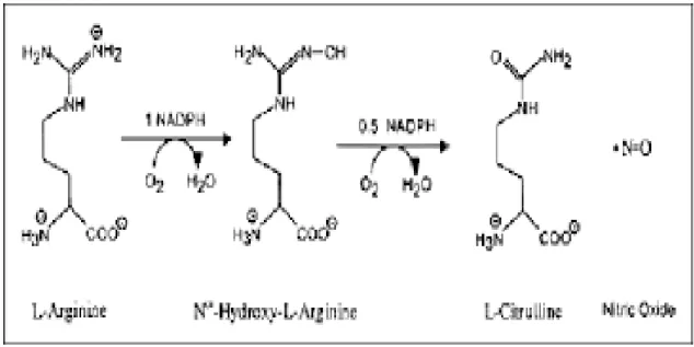 Figure 13: Biosynthèse de •NO à partir de L-arginine par les NOS (CHERAFT N, 2011). 