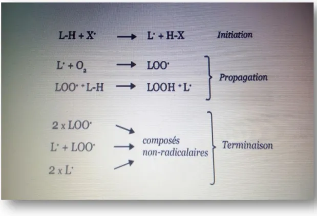 Figure 16 : Le mécanisme général de l’oxydation Exemple de la peroxydation lipidique (L· :  radical lipidique) (Florence M, 2017)