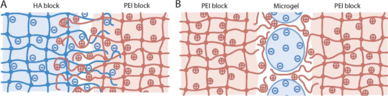 Figure  7:  Models  of  supposed  interactions  at  hydrogel  blocks  surfaces  during  adhesive  contacts,  A:  steric  entanglement  guided  by  electrostatic  cues  between  HA  and  PEI 234567891011121314151617181920212223242526272829303132333435363738