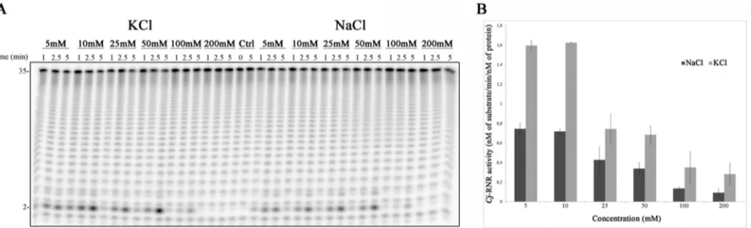 FIGURE 2. Salt dependence of Cj-RNR. A, 1 n M recombinant protein was incubated with 10 n M poly(A) at 37 °C for 5 min in a reaction buffer with different salt concentrations as indicated