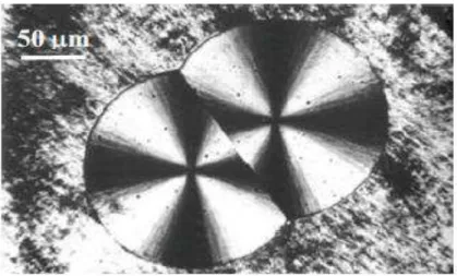 Figure  I.  4  :  Observation  de  deux  sphérolites  en  croissance  par  microscopie  optique  en  transmission en lumière polarisée