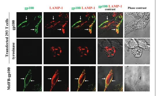 Figure 2. Colocalization of gp100 and LAMP-1. 293T cells transfected with plasmids coding for gp100 or tyrosinase and a melanoma cell line expressing gp100 (MelFB-gp100) were permeabilized and double stained with an anti-gp100 coupled with Alexa Fluor-488 