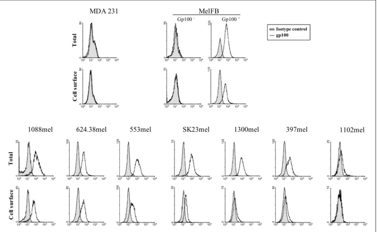Figure 4. Gp100 cell-surface expression in melanoma cell lines. Gp100 cell-surface expression from different melanoma cell lines was evaluated by flow cytometry (Cell surface)