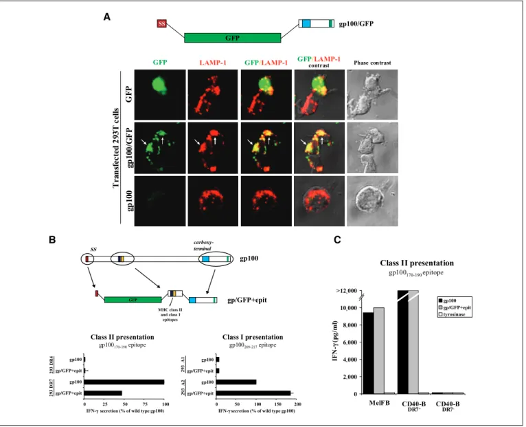 Figure 6. Endosomal mobilization of GFP and presentation of minimal MHC class II and class I epitopes using gp100 targeting sequences