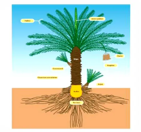 Figure II.6 : Présentation schématique d’un palmier dattier  II.5.5.  Palmiers dattes: 