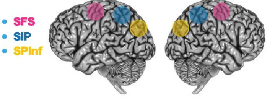 Figure 3. Corrélats neuronaux de la MdTv. 